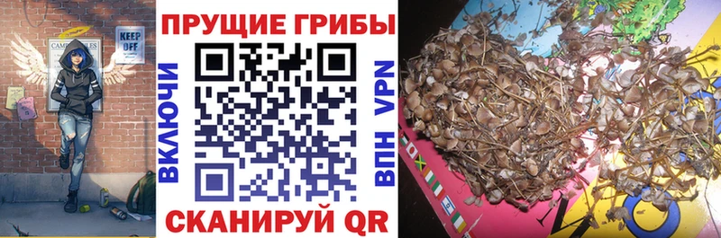 купить наркотик  Лянтор  Галлюциногенные грибы прущие грибы 